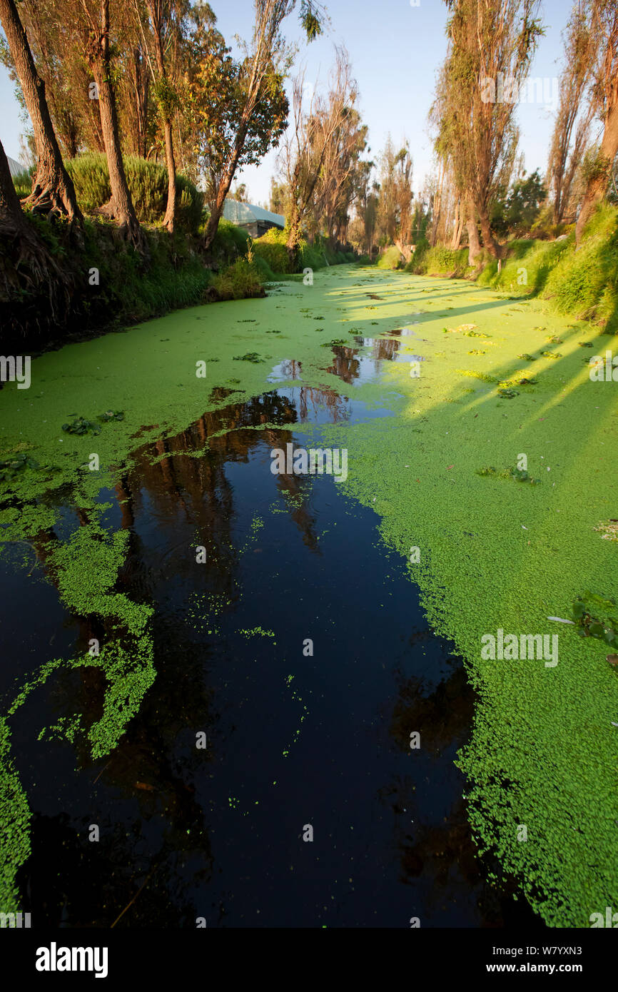Canal between chinampas, a wetland agricultural system, with Fat Duckweed (Lemna gibba),  Xochimilco wetlands, Mexico City, October Stock Photo