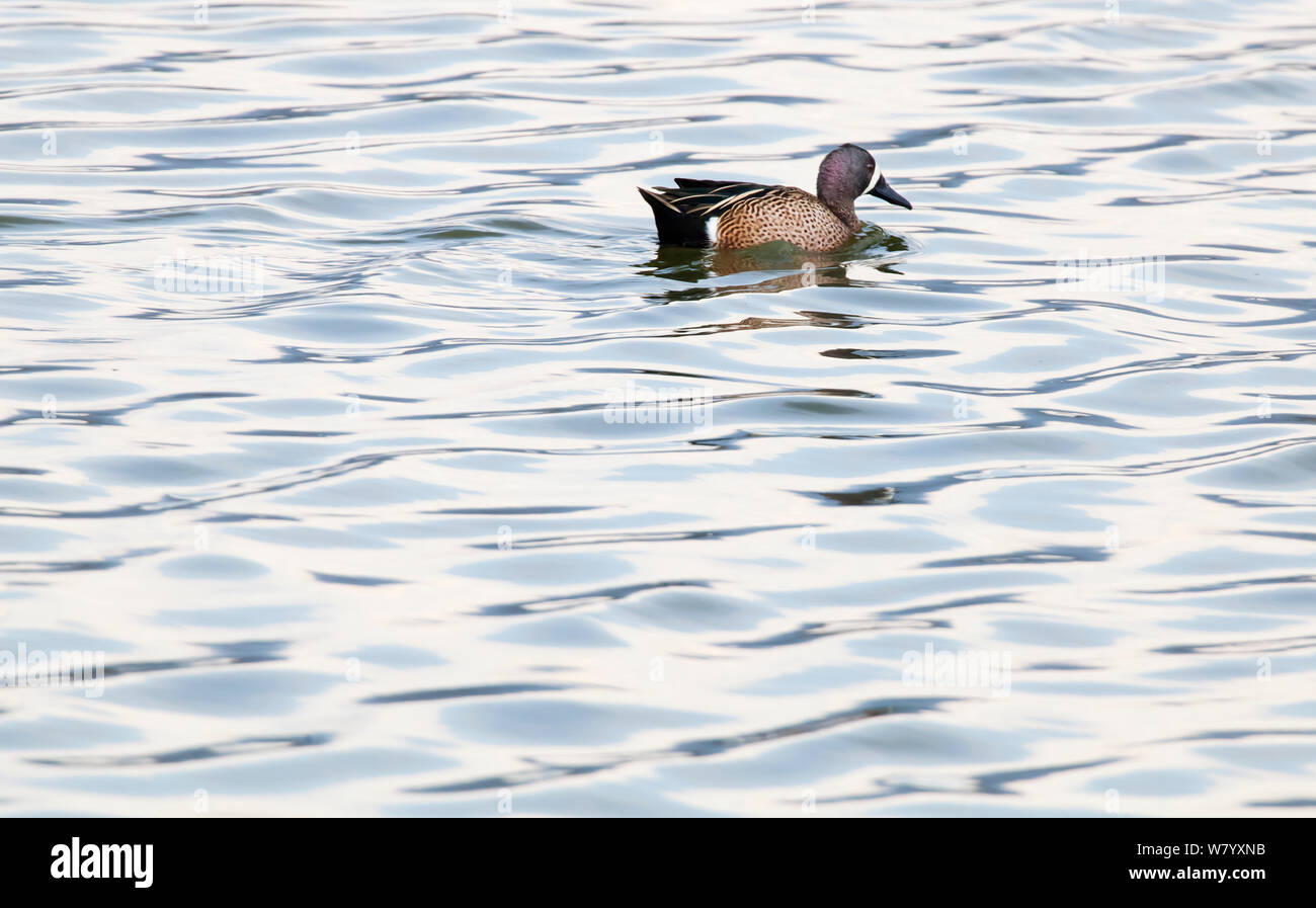 Blue-winged teal (Anas discors) male swimming on rippled waters, Xochimilco wetlands, Mexico City, February Stock Photo