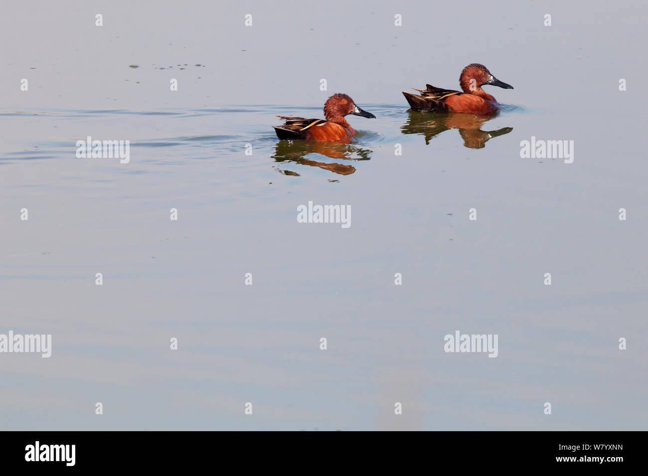 Cinnammon teal (Spatula cyanoptera septentrionalium) two males, Xochimilco wetlands, Mexico City, February Stock Photo