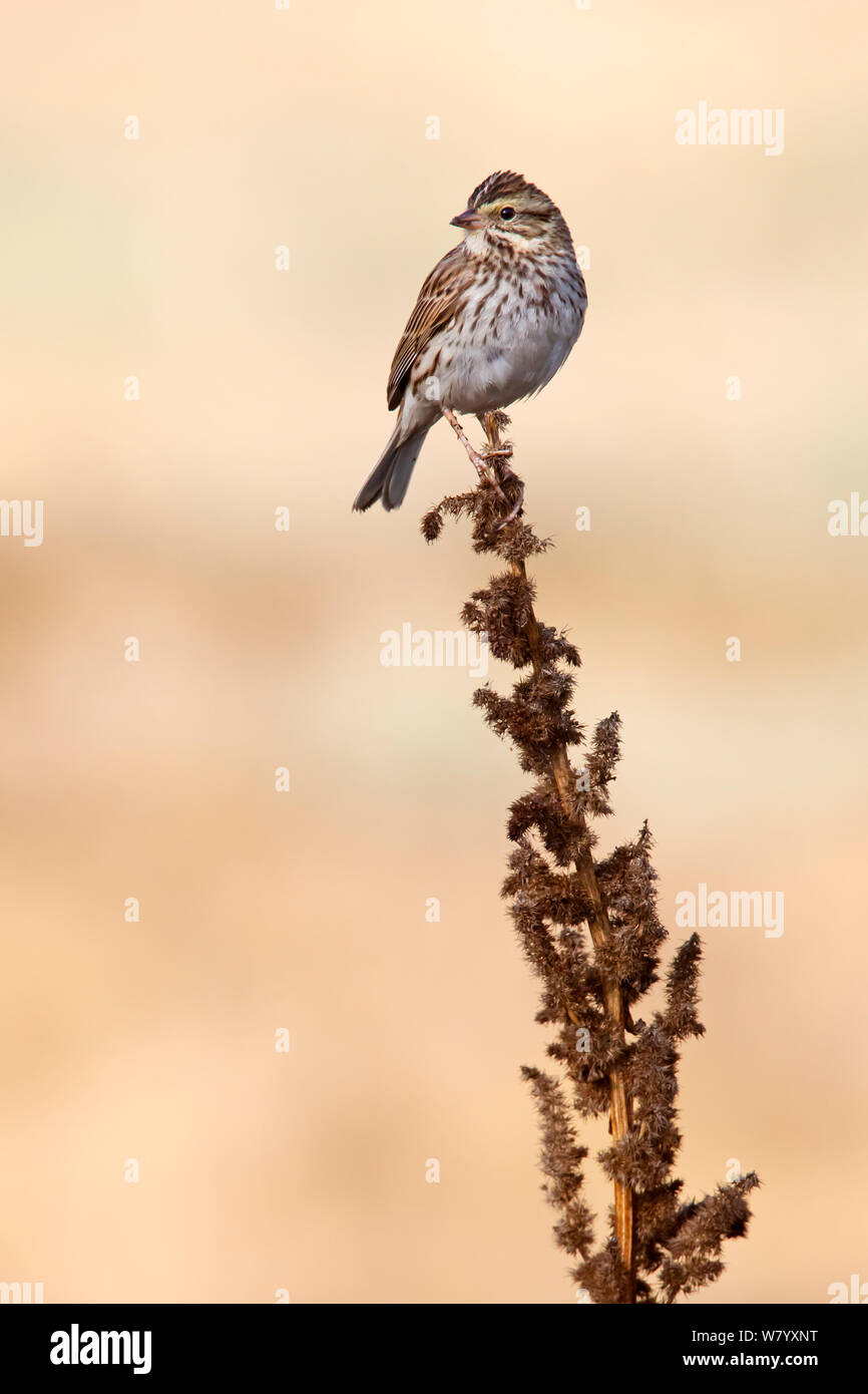 Savannah sparrow (Passerculus sandwichensis) Xochimilco wetlands, Mexico, February Stock Photo
