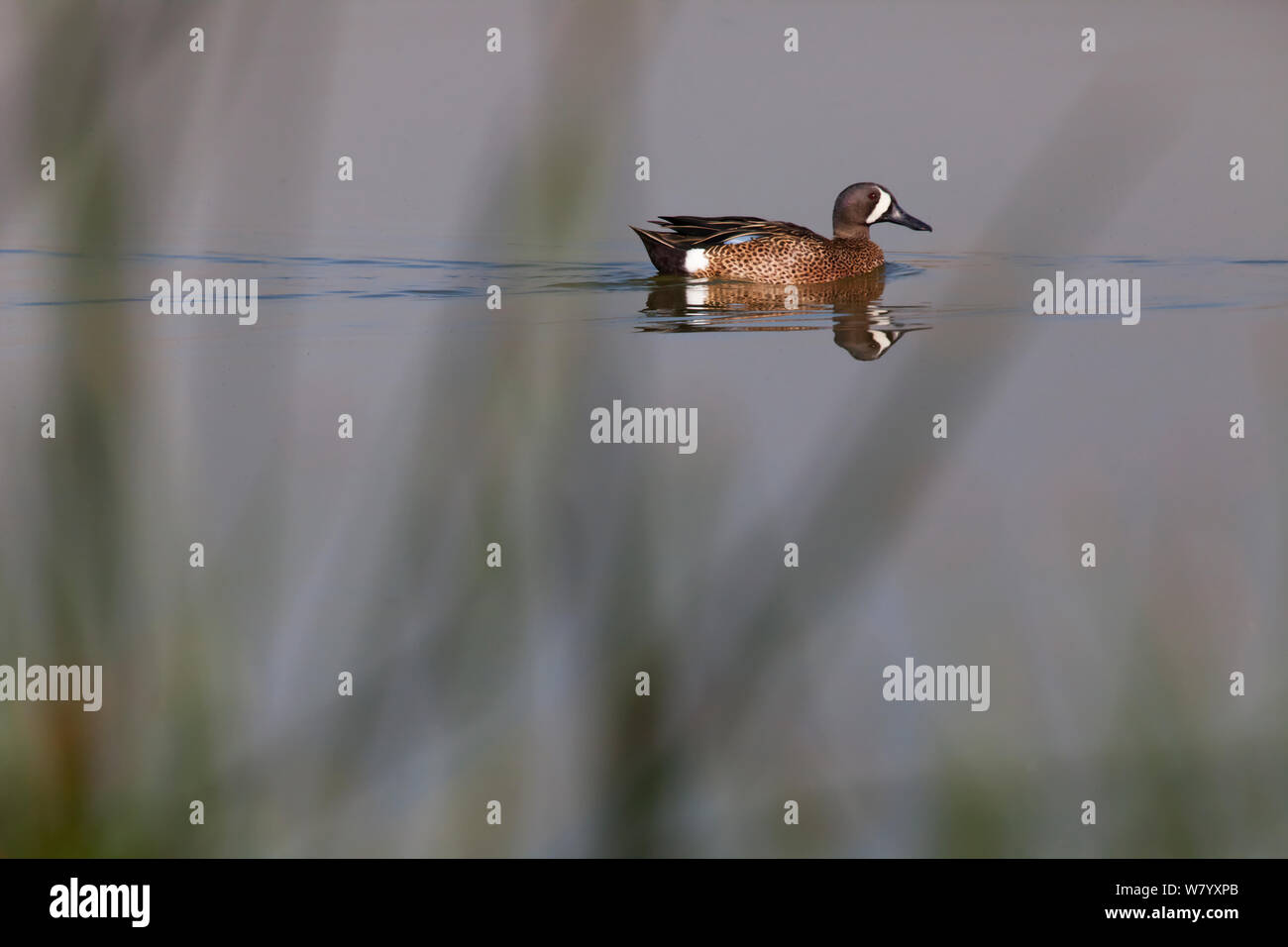 Blue-winged teal (Anas discors) male, Xochimilco wetlands, Mexico City, March Stock Photo