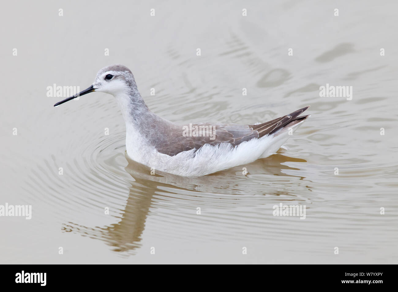 Wilson&#39;s phalarope (Steganopus tricolor) on water in non breeding plumage,  Xochimilco wetlands, Mexico City, Mexico. August. Stock Photo