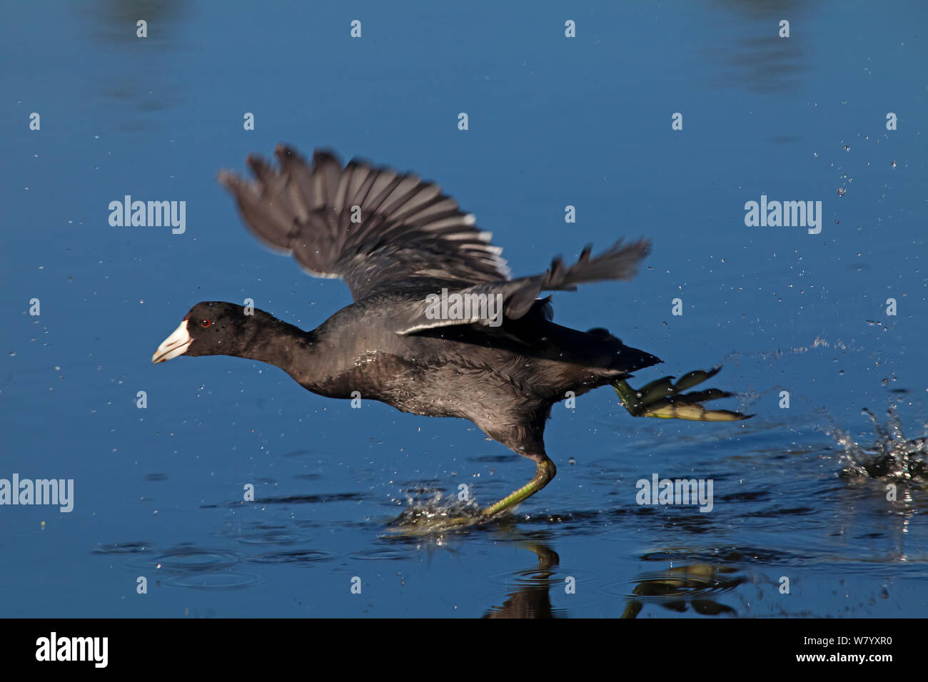 American coot (Fulica americana americana) taking off, Xochimilco wetlands, Mexico City, November Stock Photo