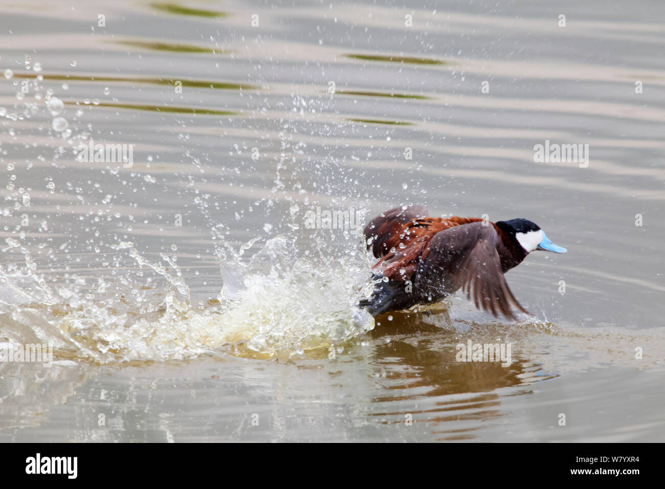 Ruddy duck (Oxyura jamaicensis jamaicensis) male taking off, Xochimilco wetlands, Mexico City, Mexico. August. Stock Photo