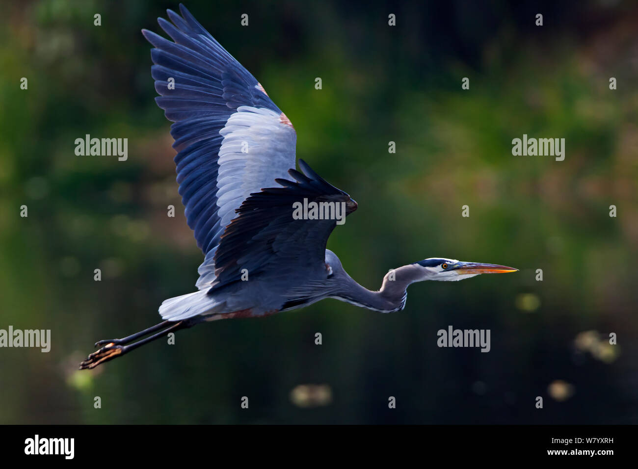 Great blue heron (Ardea herodias herodias) flying, Xochimilco wetlands, Mexico City, December Stock Photo