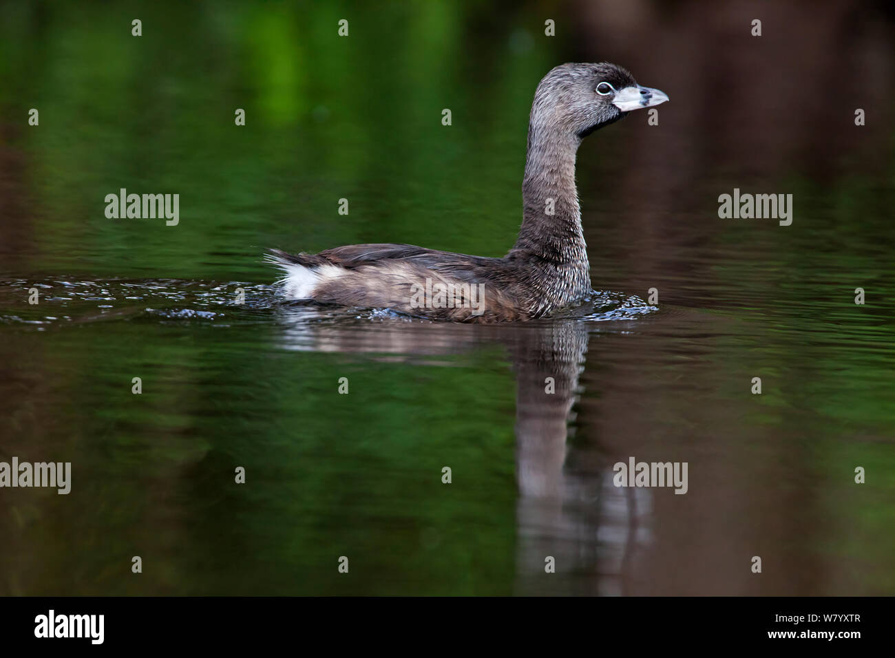 Pied-billed Grebe (Podilymbus podiceps podiceps) on water, Xochimilco wetlands, Mexico City, Mexico. September Stock Photo