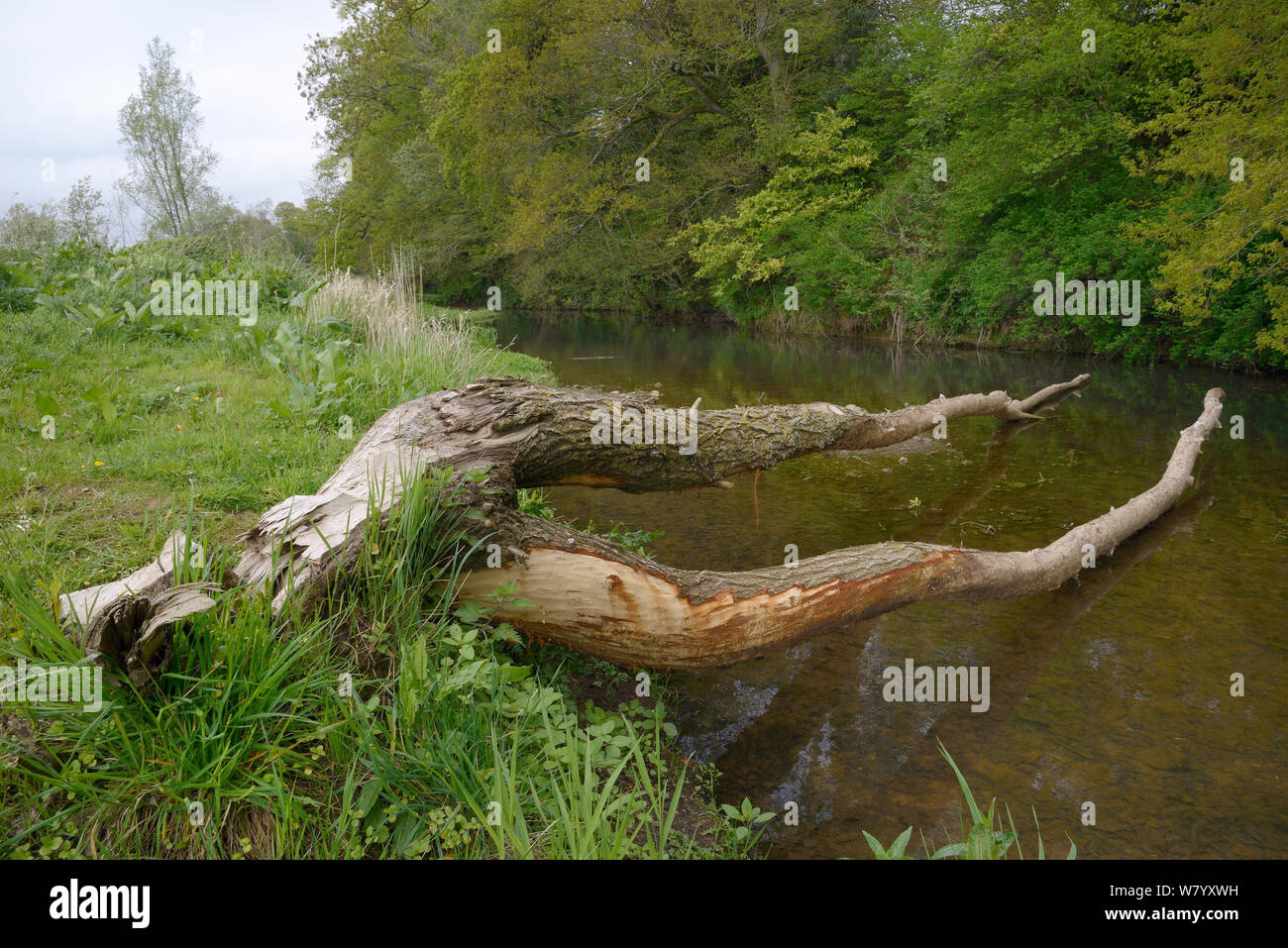 Willow tree (Salix sp.) felled and most of its bark stripped off by Eurasian beavers (Castor fiber) on the banks of the River Otter, Devon, UK, May. Stock Photo