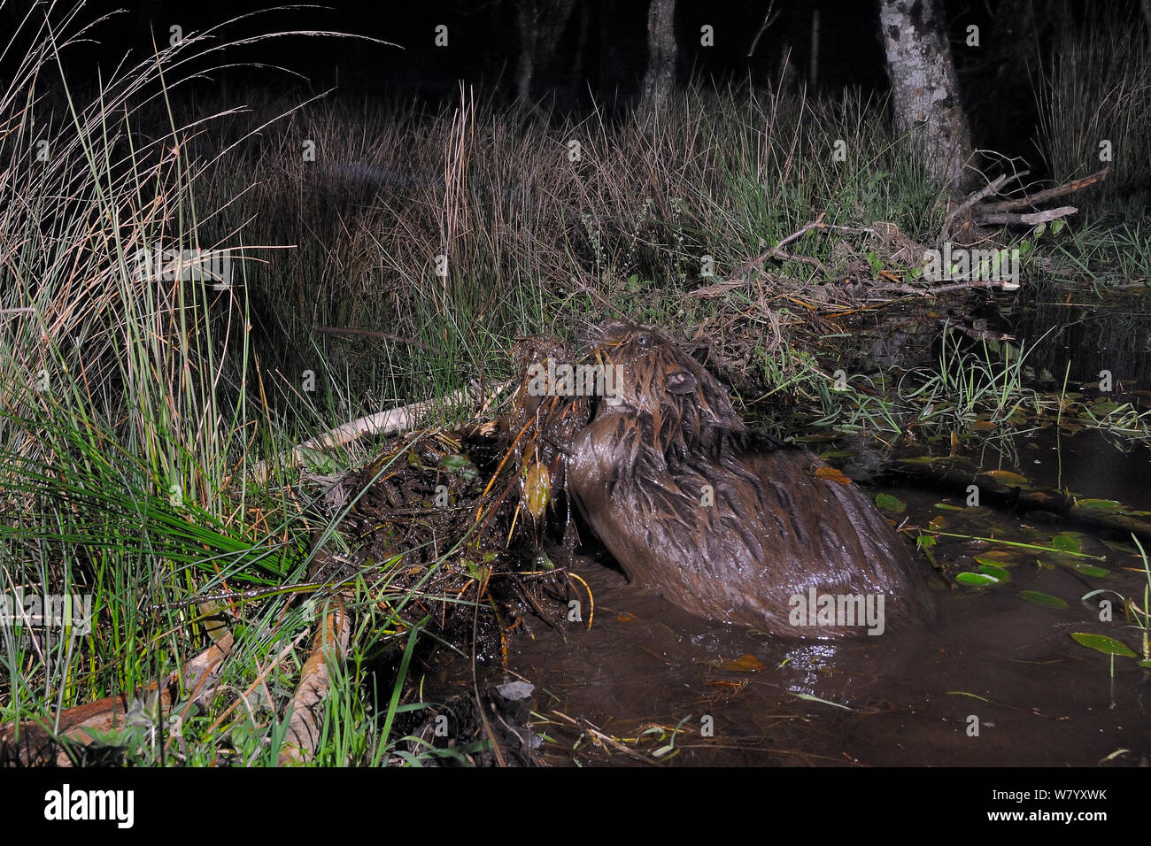 Eurasian beaver (Castor fiber) using its front legs to lift and add mud and vegetation onto its dam, in woodland enclosure at night, Devon Beaver Project, run by Devon Wildlife Trust, Devon, UK, May. Taken by a remote camera trap. Stock Photo