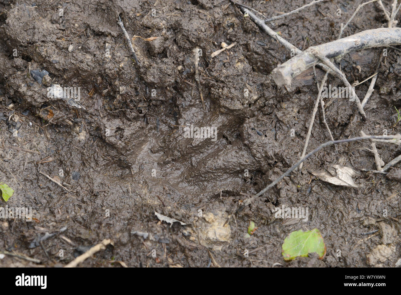 Rear, webbed footprint of Eurasian beaver (Castor fiber) in mud within enclosure, Devon Beaver Project, Devon Wildlife Trust, Devon, UK, May. Stock Photo