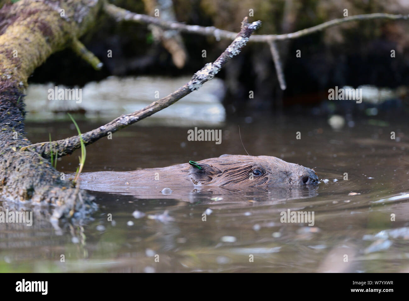 Identifying ear tag hi-res stock photography and images - Alamy