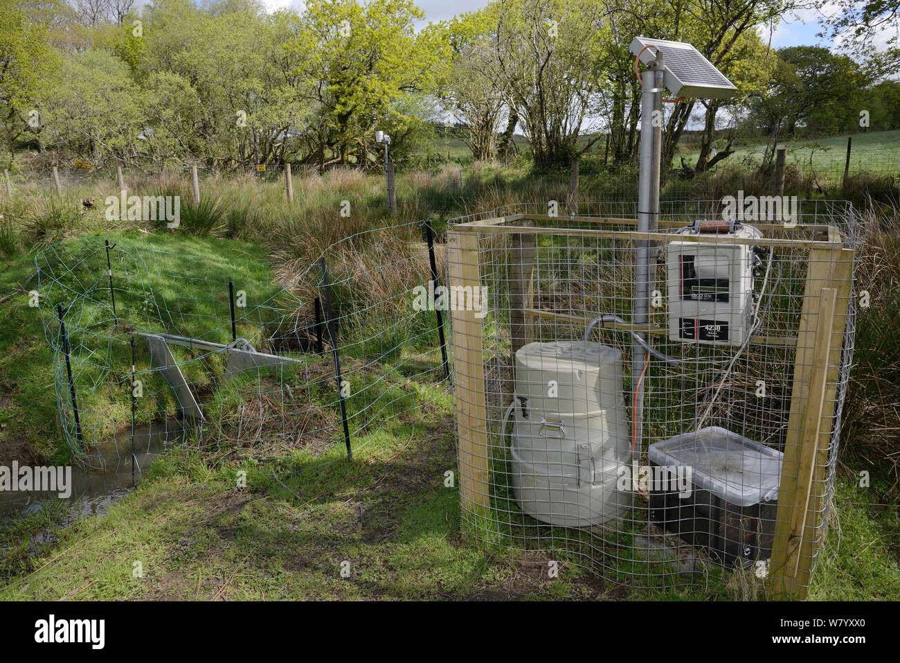 V-dam measuring station monitoring water flow and quality above a series of dams built by Eurasian beavers (Castor fiber) within large enclosure, Devon Beaver Project, Devon Wildlife Trust, Devon, UK, May. Stock Photo