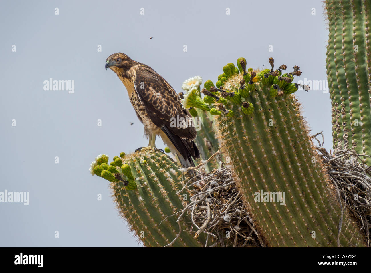 Red tailed hawk (Buteo jamaicensis calrus) at nest in Saguaro cactus (Carnegiea gigantea) in flowers, Sonoran Desert National Monument, Sierra Estrella Mountain Wilderness, Arizona, USA, May. Stock Photo