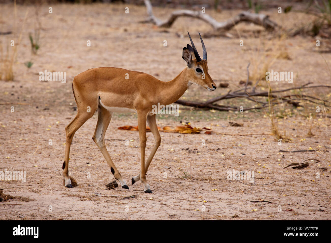 Junvenile male common impala walking Selous game reserve, Tanzania Stock Photo