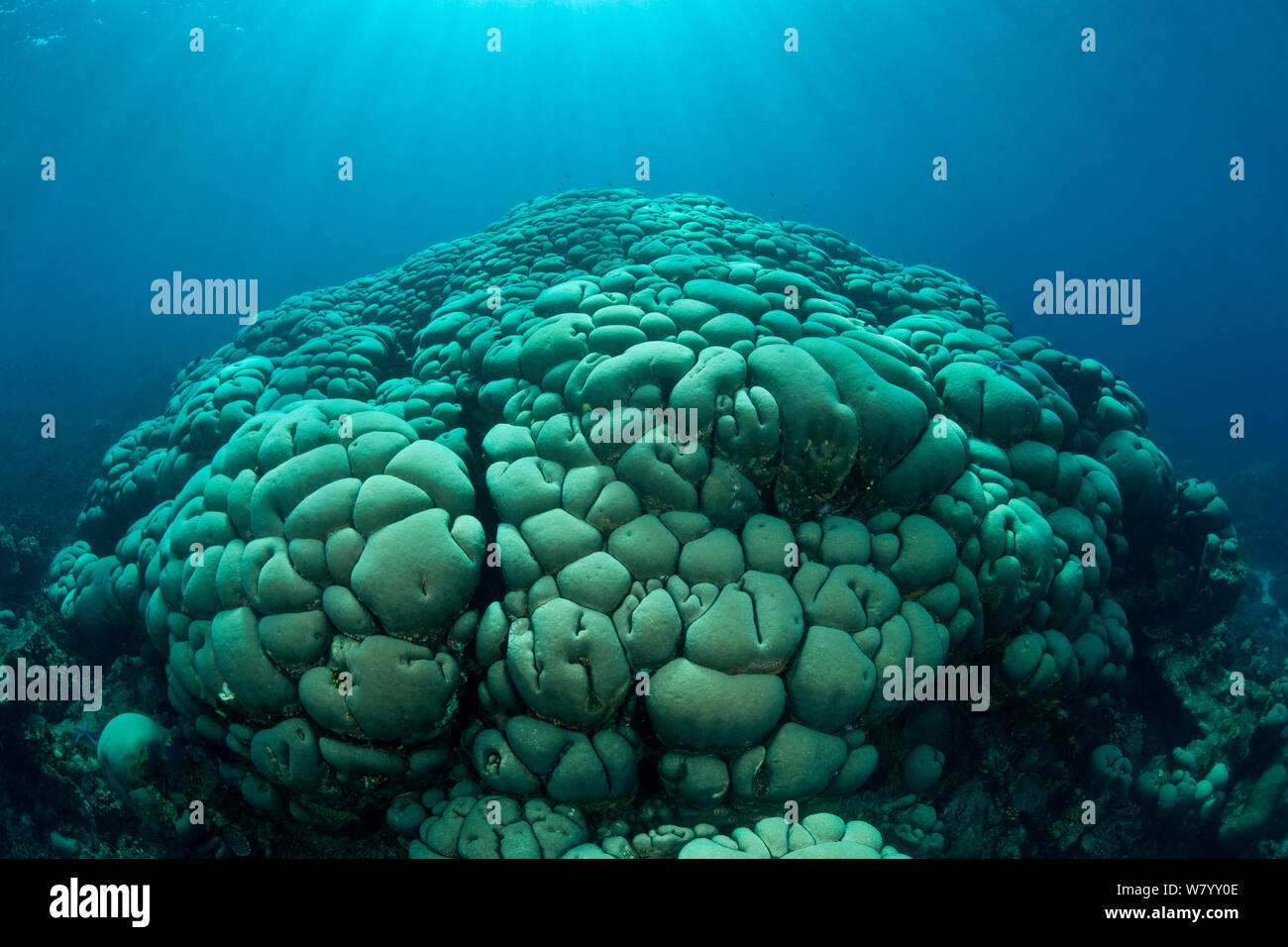 Massive Boulder coral (Gardineroseris planulata). Buyat Bay, North Sulawesi, Indonesia. Stock Photo