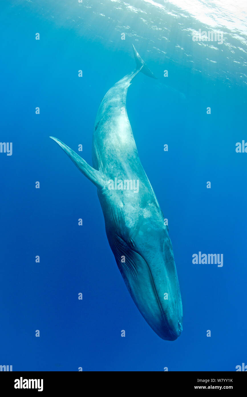 Pygmy blue whale (Balaenoptera musculus brevicauda) diving downwards, Mirissa, Sri Lanka, Indian Ocean. Endangered species. Subspecies of Blue Whale. Stock Photo