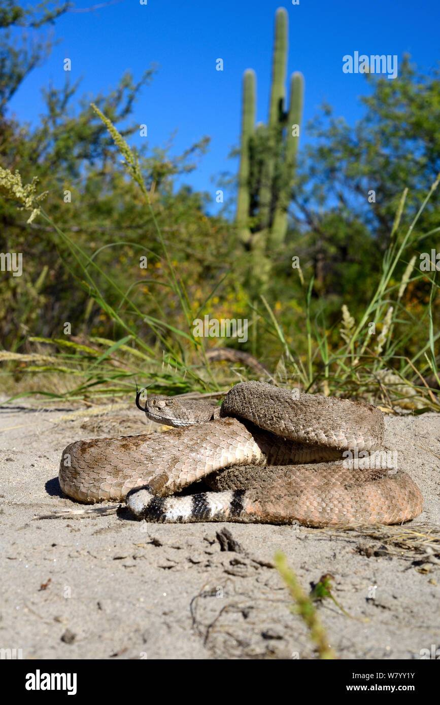 Western diamondback rattlesnake (Crotalus atrox)  Arizona, USA, October. Controlled conditions Stock Photo