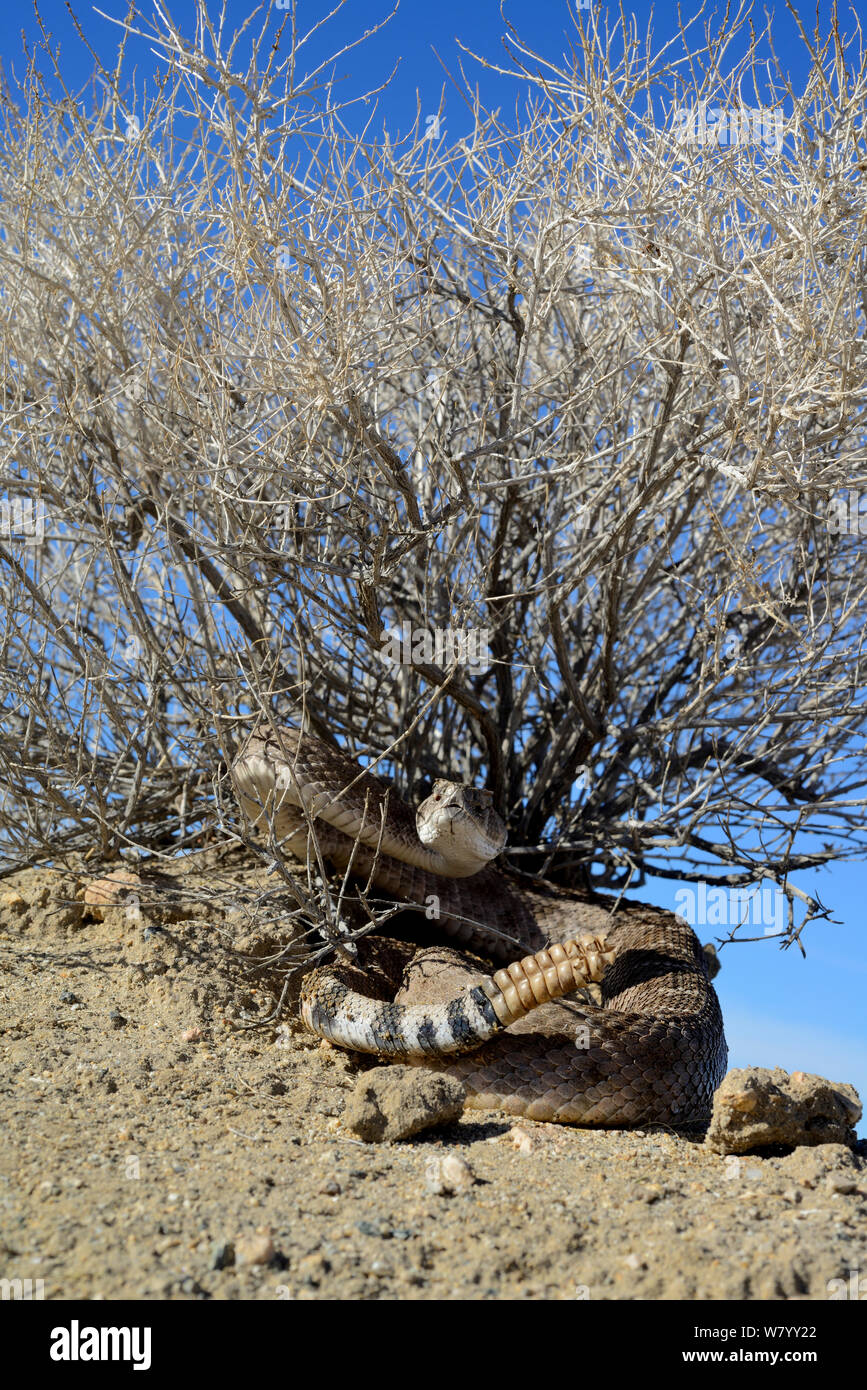 Western diamondback rattlesnake (Crotalus atrox) sheltering under bush, Arizona, USA, October. Controlled conditions. Stock Photo