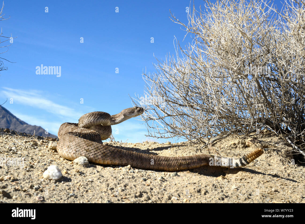 Western diamondback rattlesnake (Crotalus atrox)  coiled up with rattle up, Arizona, USA, Controlled conditions Stock Photo