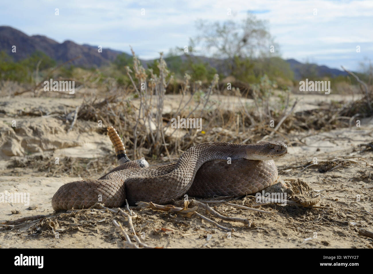 Western diamondback rattlesnake (Crotalus atrox) in habitat, rattling
