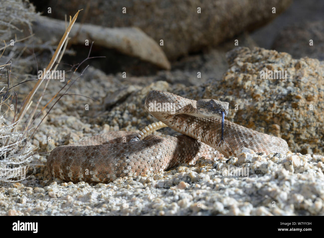Southwestern speckled rattlesnake (Crotalus mitchellii pyrrhus) tasting air, California, USA, October. Stock Photo