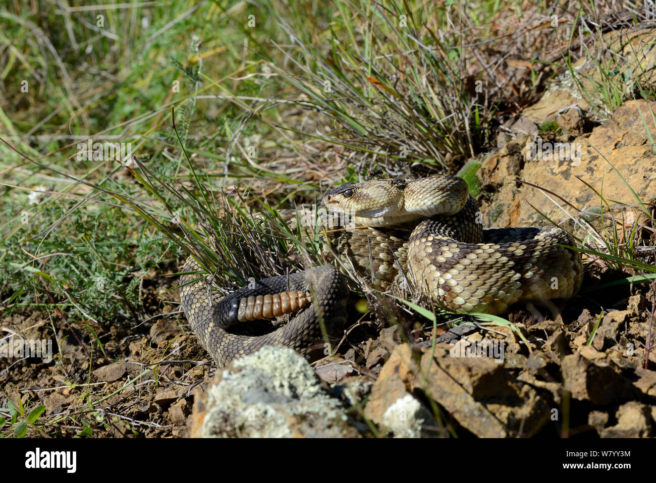 Black-tailed rattlesnake (Crotalus molossus) with flies on head, Arizona, USA, September. Controlled conditions. Stock Photo