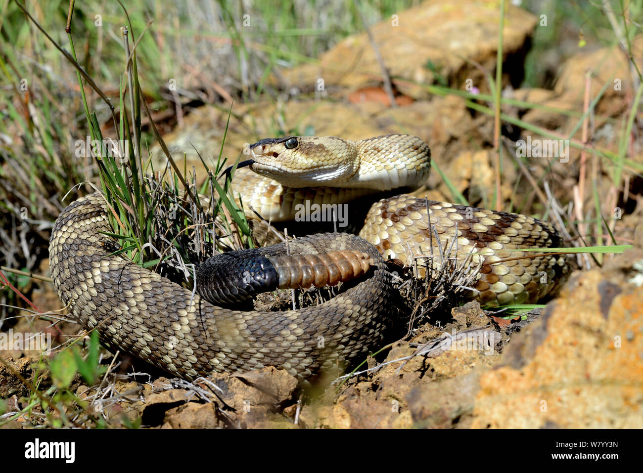 Black-tailed rattlesnake (Crotalus molossus) tasting the air, Arizona, USA, September. Controlled conditions. Stock Photo