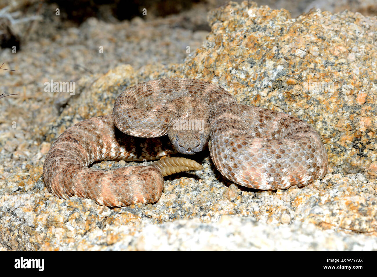 Southwestern speckled rattlesnake (Crotalus mitchellii pyrrhus) camouflaged against rocks, California, USA, October. Stock Photo