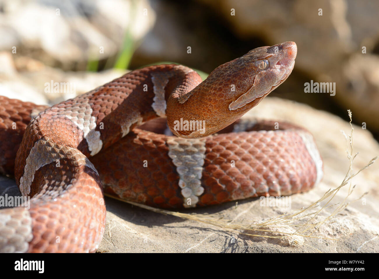 Texas copperhead snake (Agkistrodon contortrix laticinctus) portrait, Texas, USA. September. Controlled conditions. Stock Photo