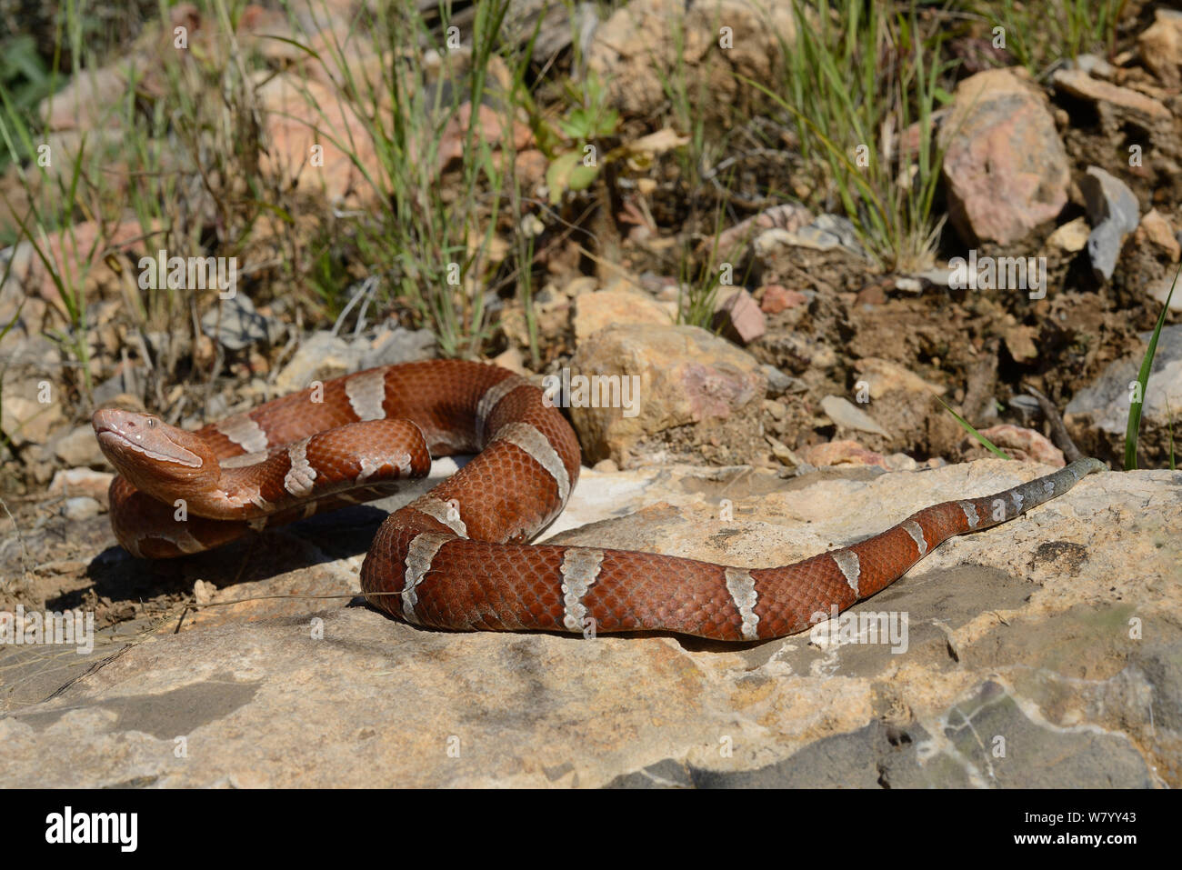 Texas copperhead snake (Agkistrodon contortrix laticinctus) moving over rocks, Texas, USA. September. Controlled conditions. Stock Photo