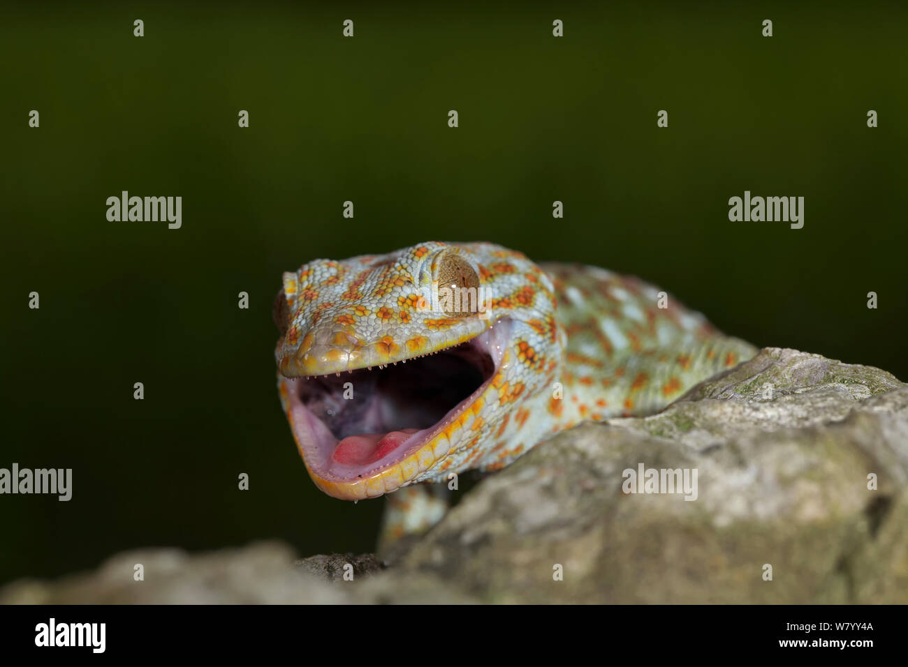 Tokay gecko (Gekko gecko) with mouth open, Guangxi province, China, July. Stock Photo