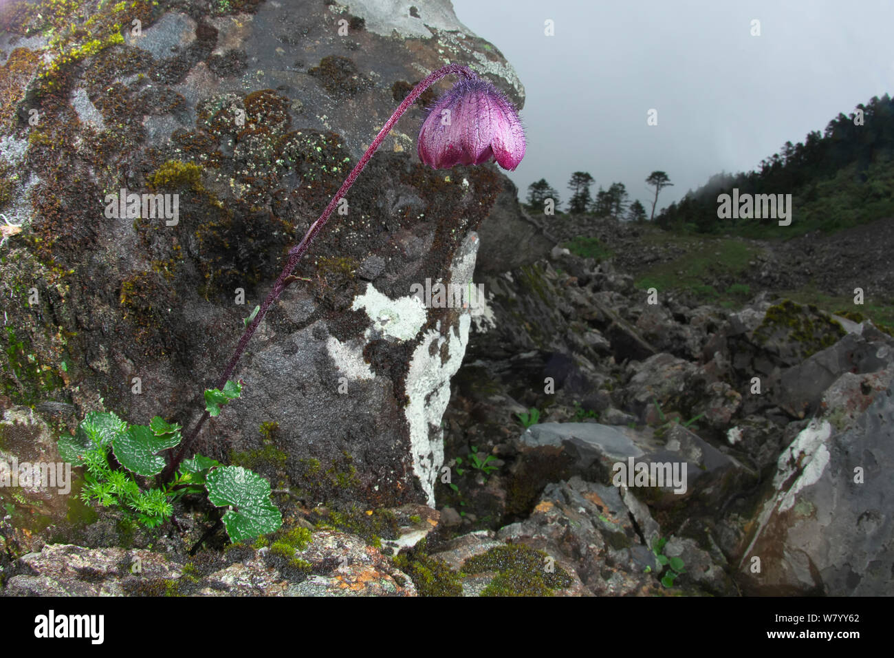 Himalayan daisy (Cremanthodium sp.) Lijiang Laojunshan National Park, Yunnan, China, July. Stock Photo