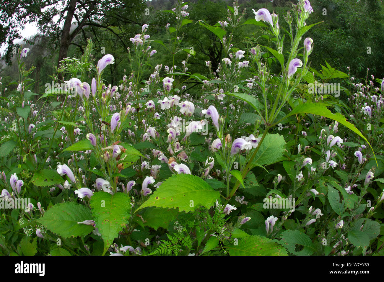 Toyota flowers (Salvia japonica) Lijiang Laojunshan National Park, Yunnan, China Stock Photo