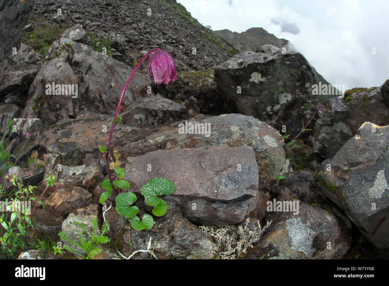 Himalayan daisy (Cremanthodium sp.) Lijiang Laojunshan National Park, Yunnan, China, July 2010. Stock Photo