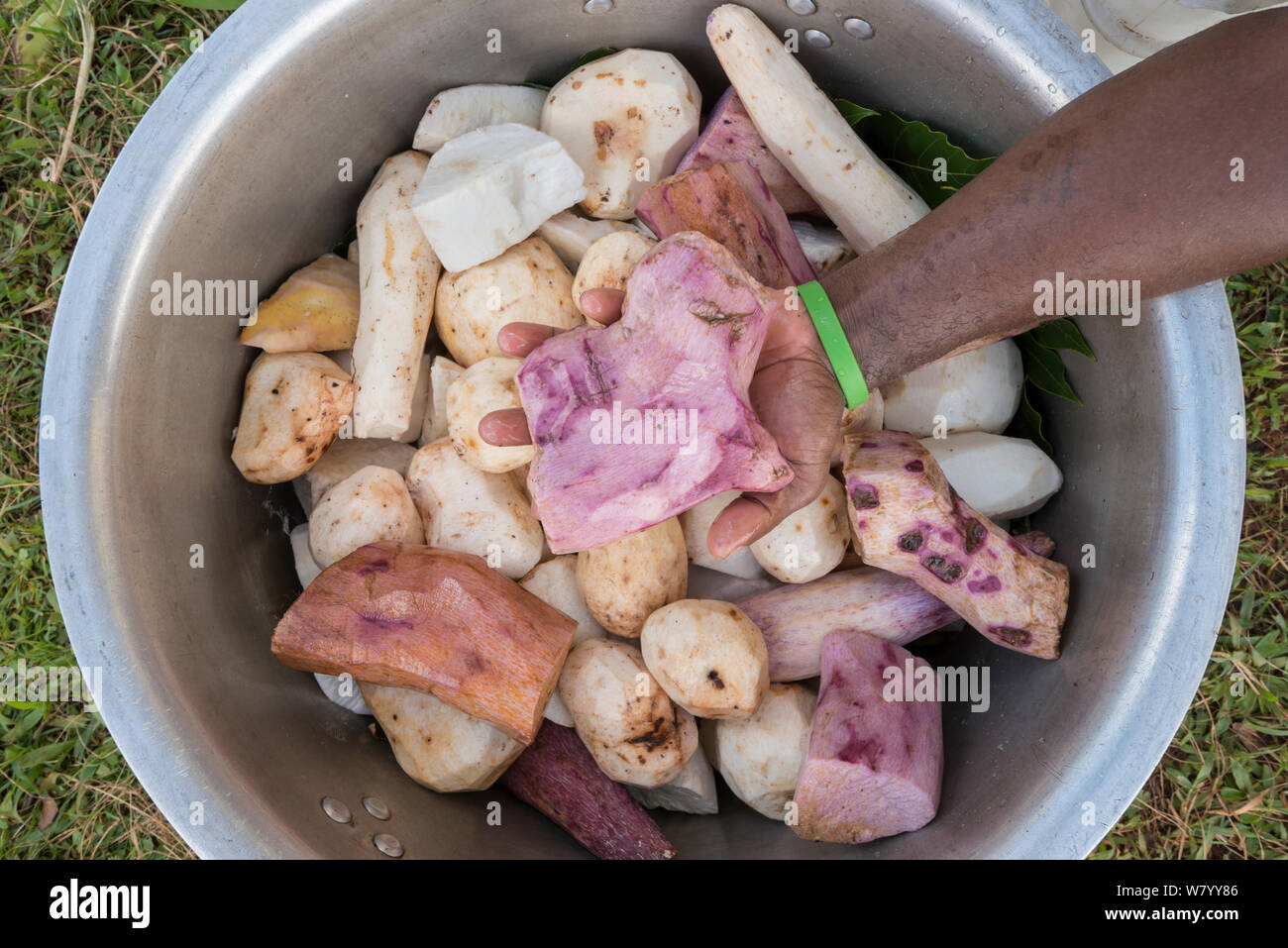 Food preparation using different root crops including taro, cassava, yam, Nukusa Village, Undu Point, Macuata Province, Fiji, South Pacific.  August 2013 Stock Photo