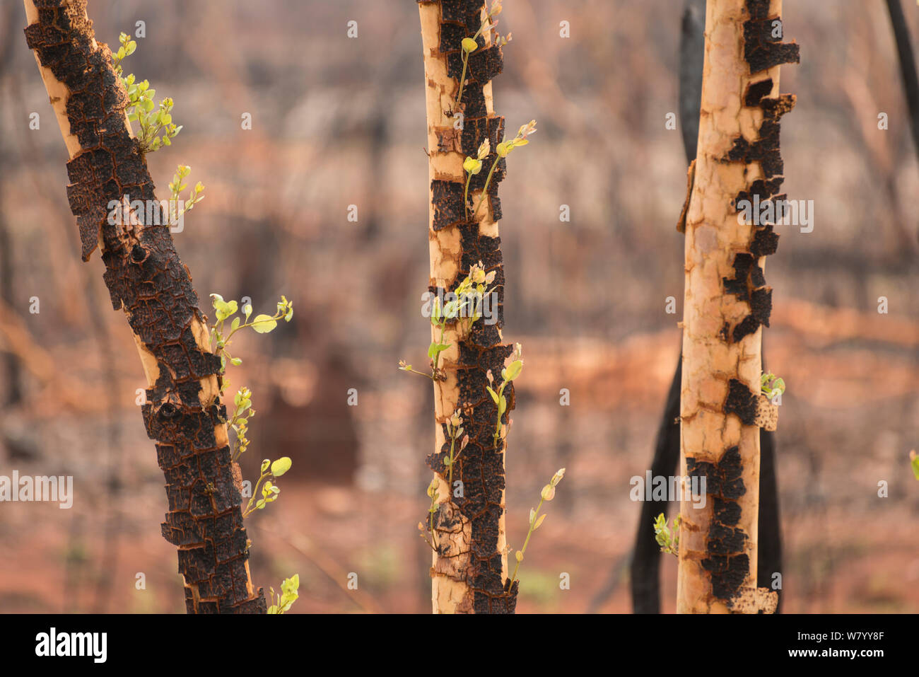 Fresh growth on scorched Eucalyptus ( Eucalyptus sp) tree, after bush fire, Queensland, Australia. Stock Photo