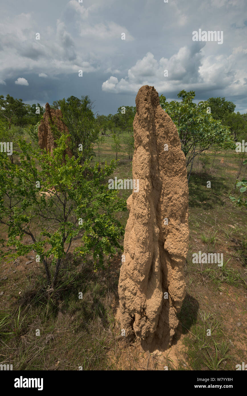 Termite Mound In Yard