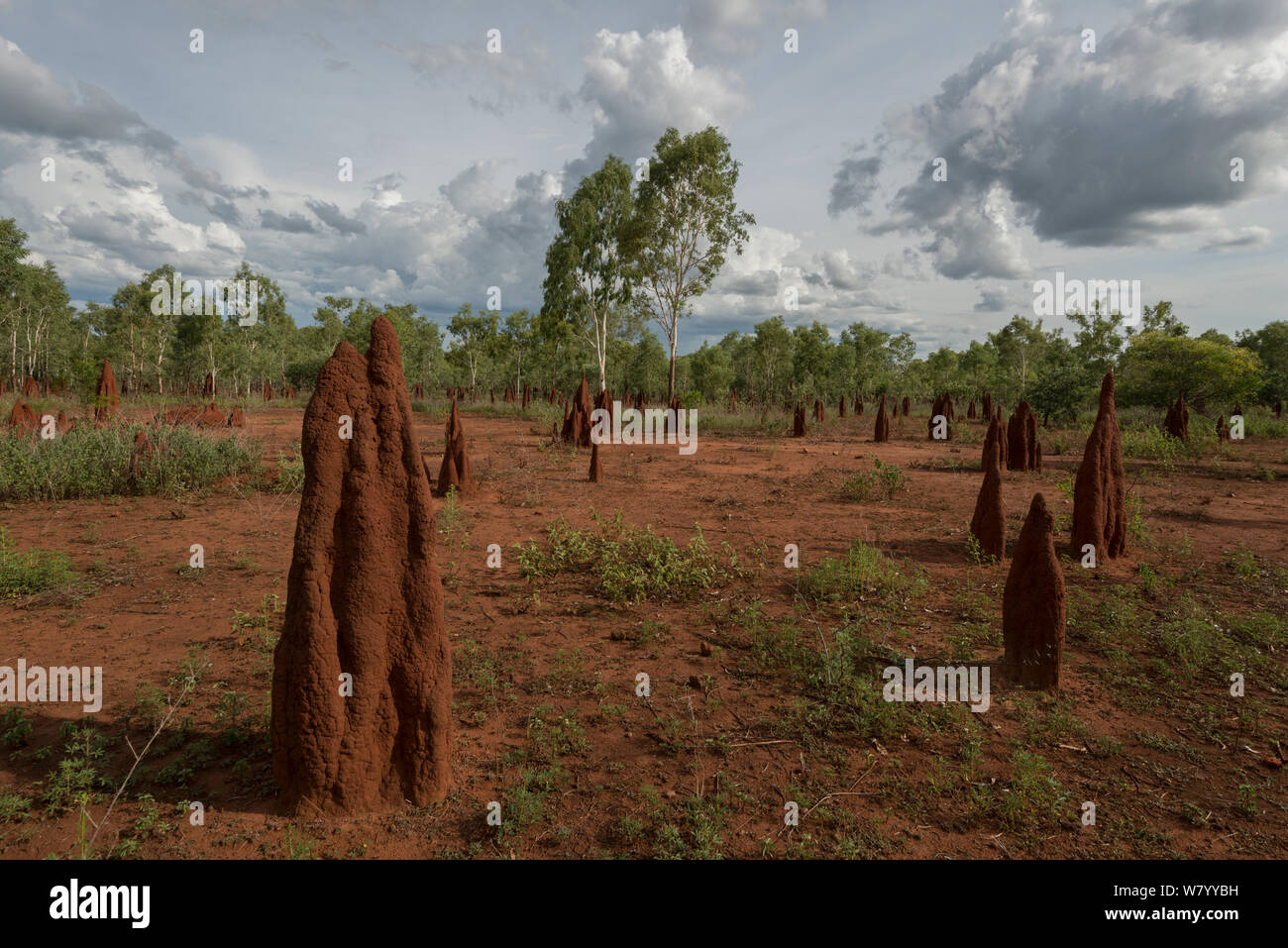 Termite mounds in the Northern Territory, Northern Territory, Australia ...