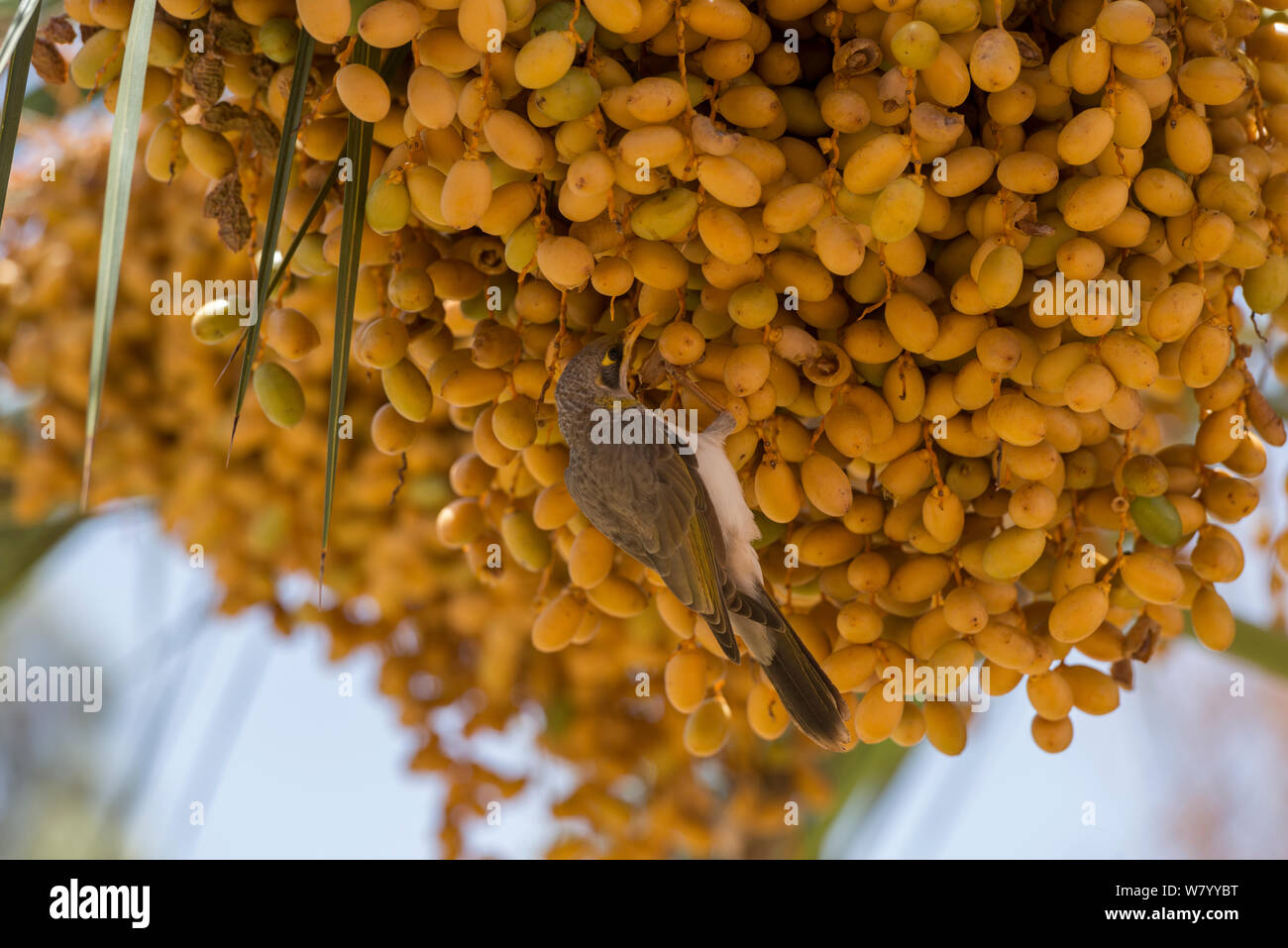 Noisy miner (Manorina melanocephala) feeding on palm tree seed pods. Northern Territory, Australia. Stock Photo