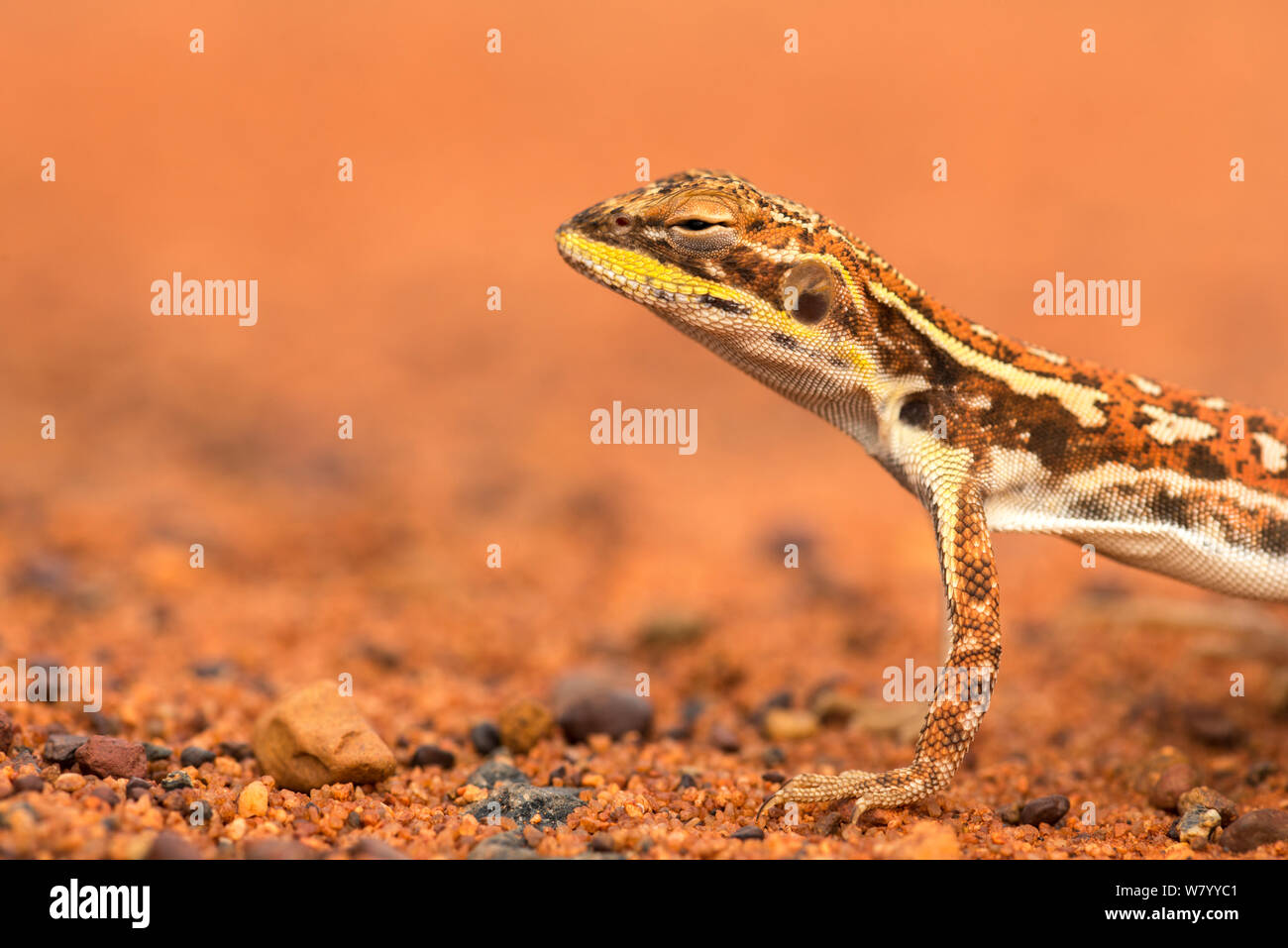 Military dragon lizard (Ctenophorus isolepis gularis) Northern Territory, Australia. Stock Photo