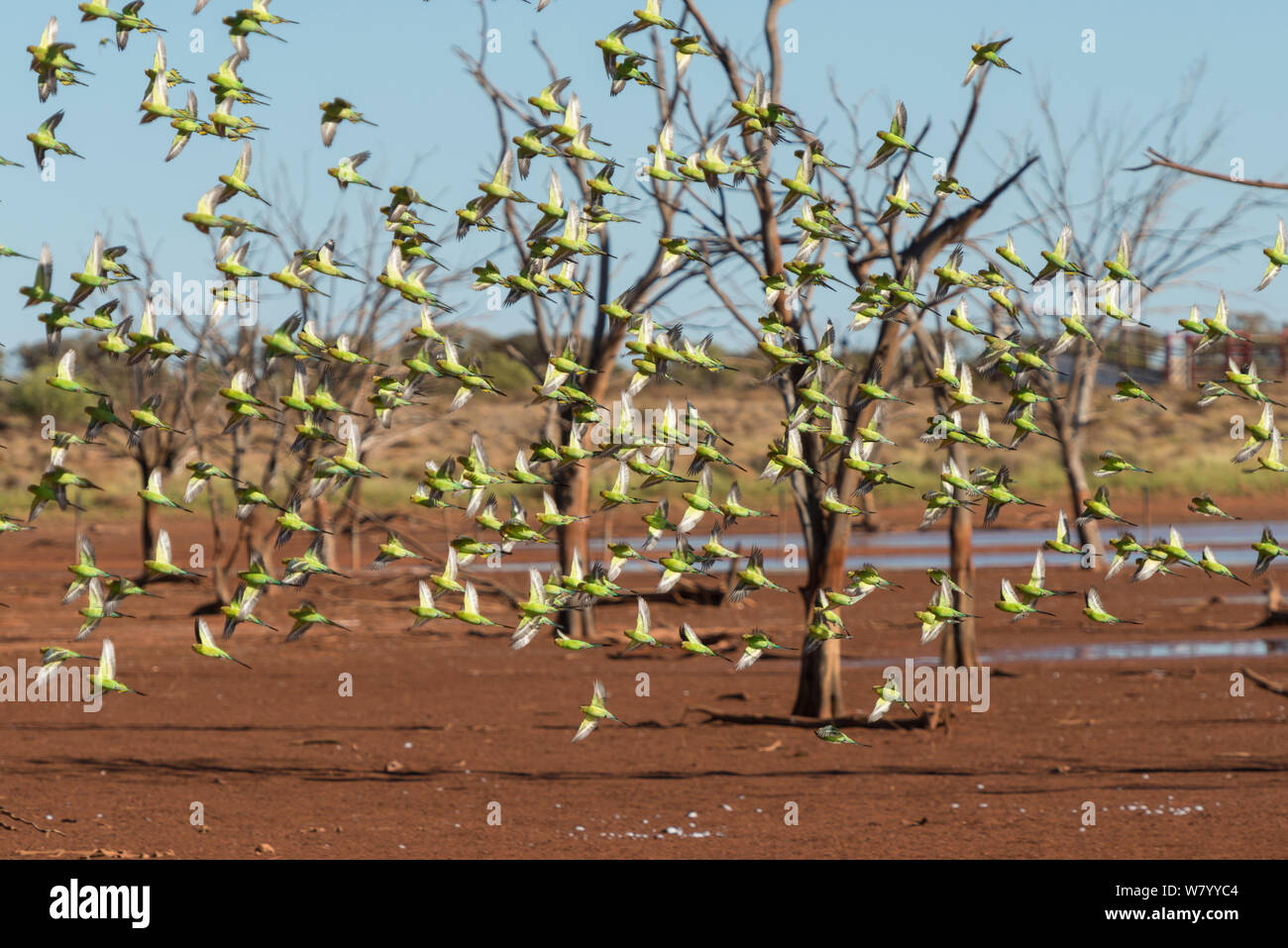 Flock of Budgerigars (Melopsittacus undulatus) in flight by outback dam, Northern Territory, Australia. Stock Photo