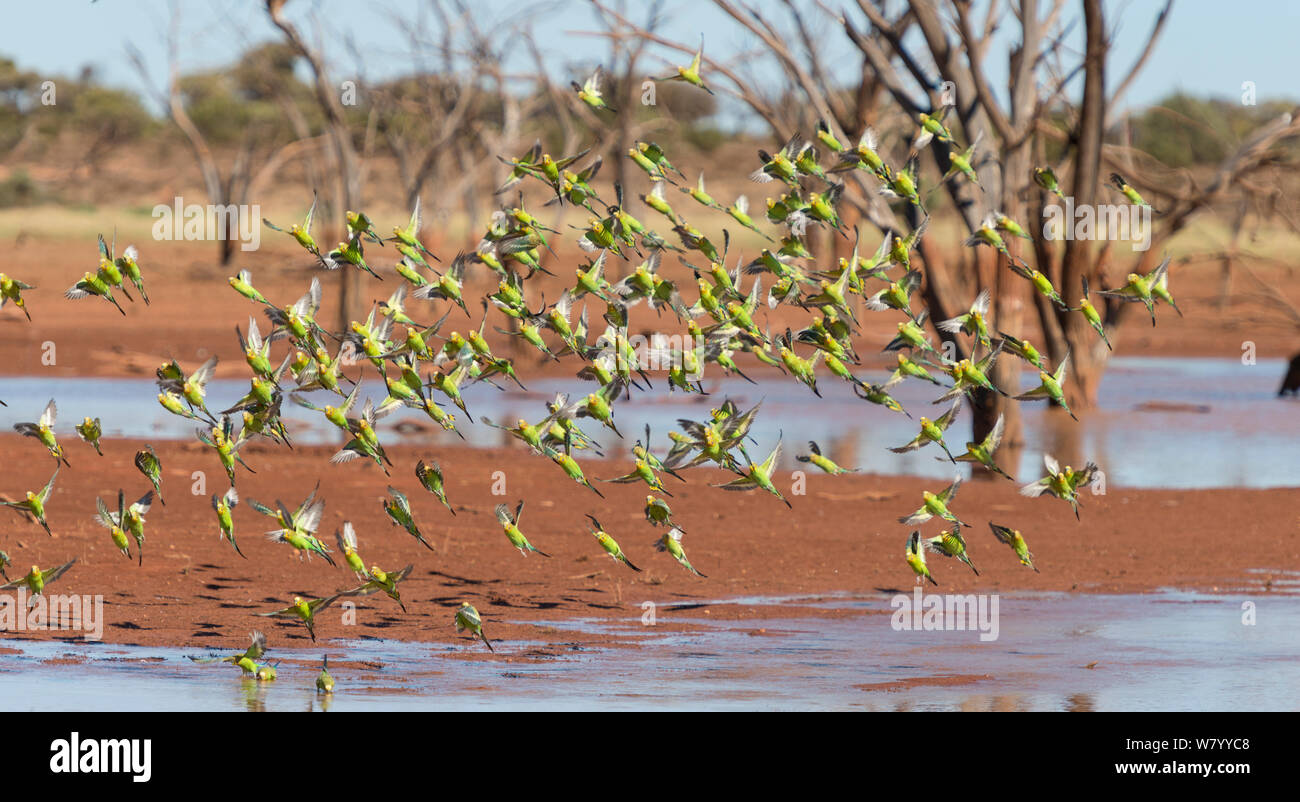 Flock of Budgerigars (Melopsittacus undulatus ) drinking in an outback dam, Northern Territory, Australia. Stock Photo