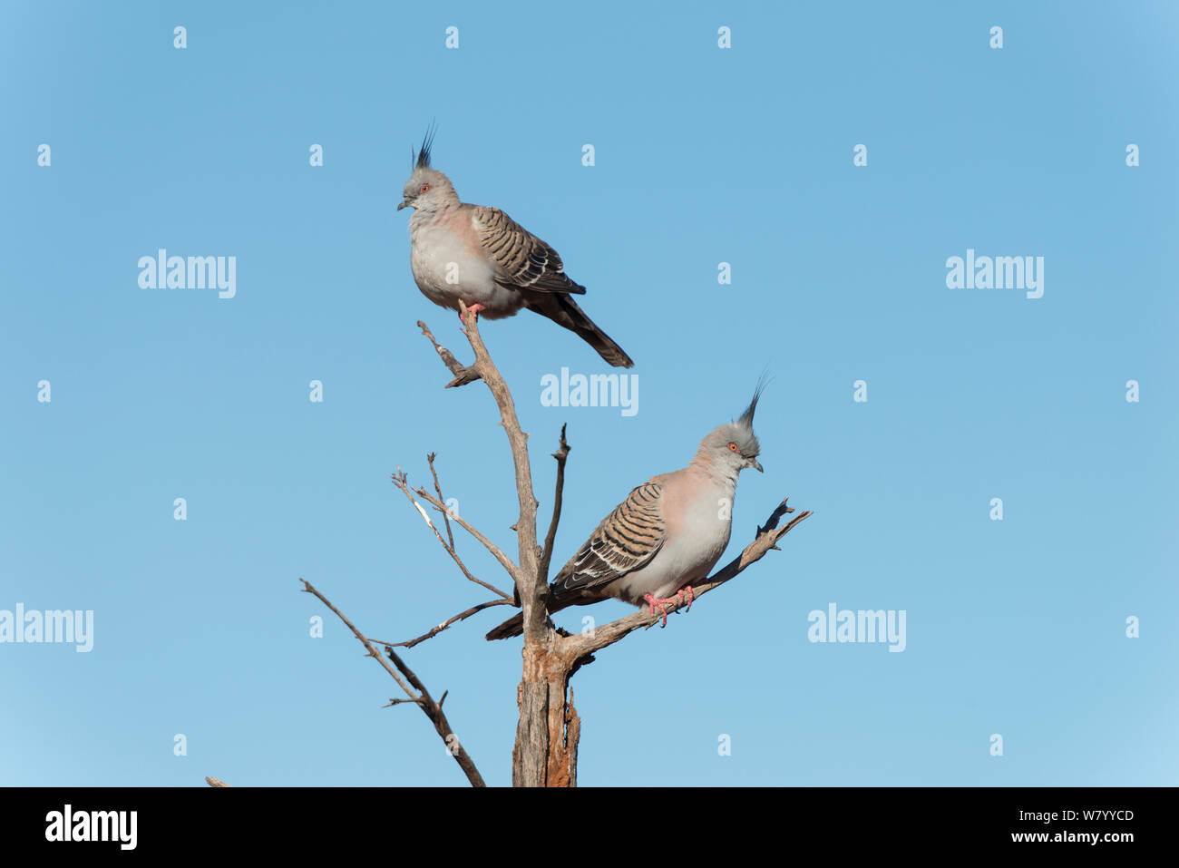 Crested pigeons (Ocyphaps lophotes) perched on snag, Northern Territory, Australia. Stock Photo
