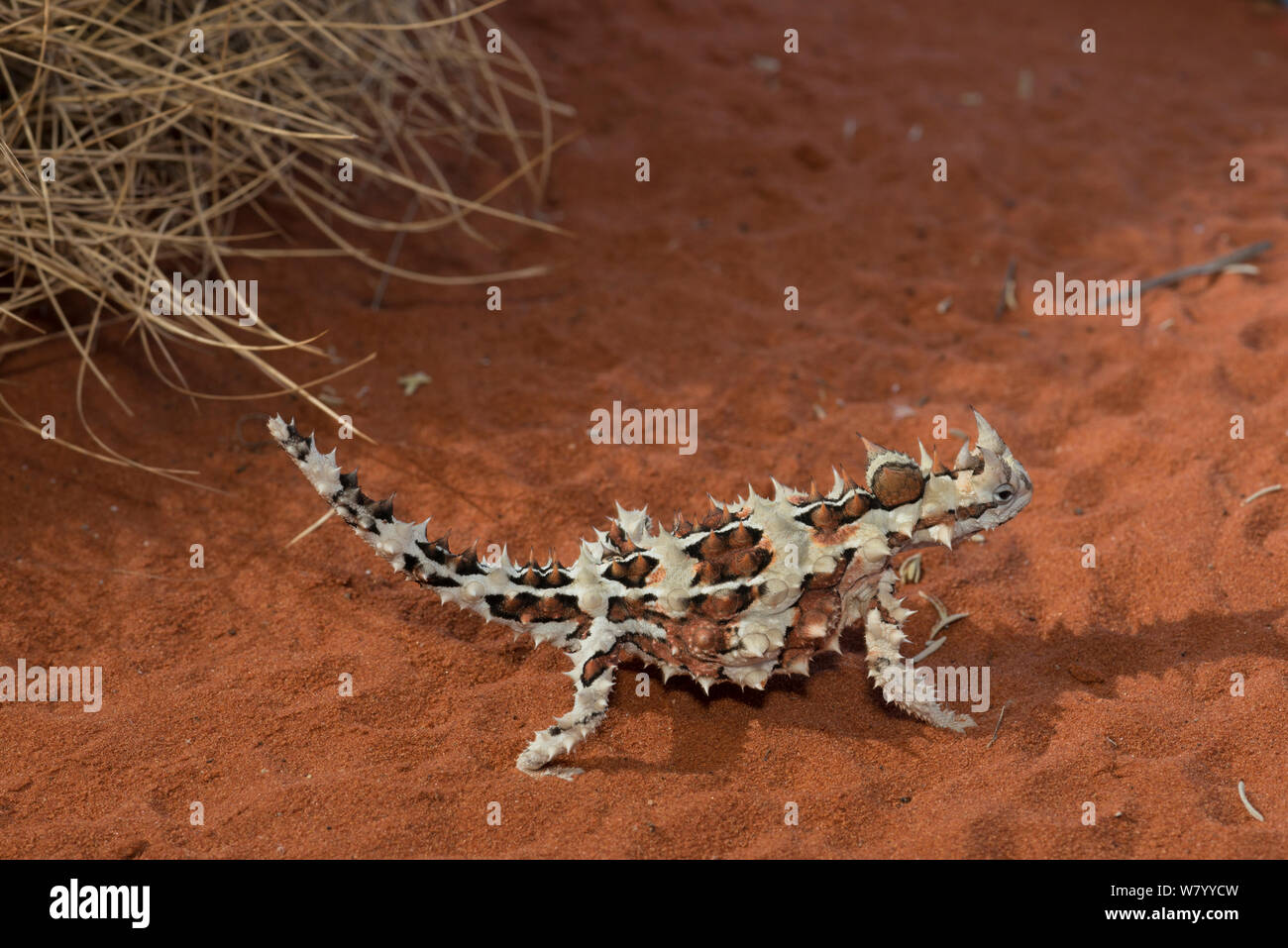 Thorny dragon lizard (Moloch horridus) captive at  Alice Springs Desert Park, Alice Springs, Northern Territory, Australia. Stock Photo