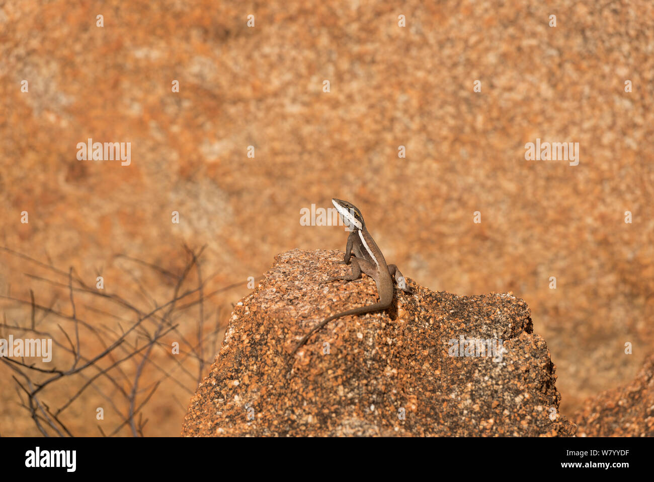 Long-nosed dragon lizard (Amphibolurus longirostris) granite boulder at the Devils Marbles, Northern Territory, Australia. Stock Photo