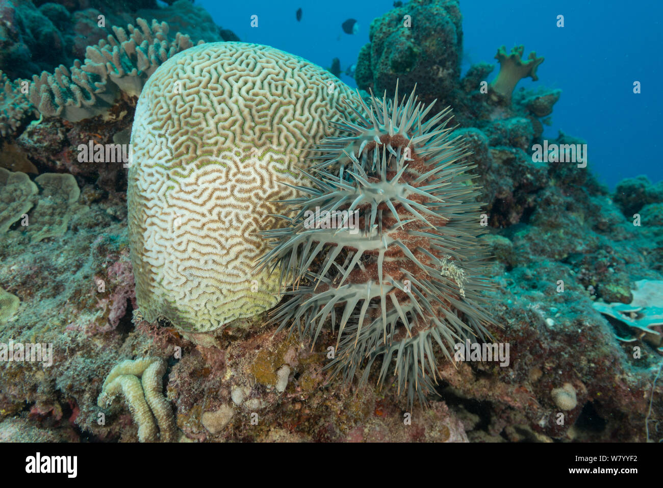 Crown of thorns starfish (Acanthaster planci) on the side of a Platygyra coral and digesting it with its stomach. Great Barrier Reef, Queensland, Australia. Stock Photo