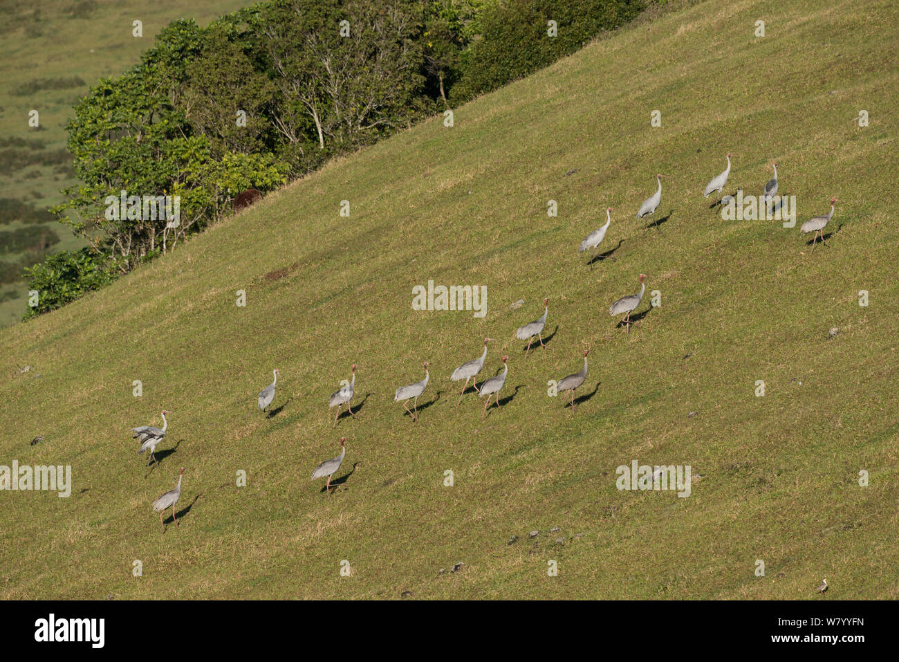Brolga cranes (Grus rubicunda) in field, Bromfield Swamp, Atherton Tablelands, Queensland, Australia. Stock Photo