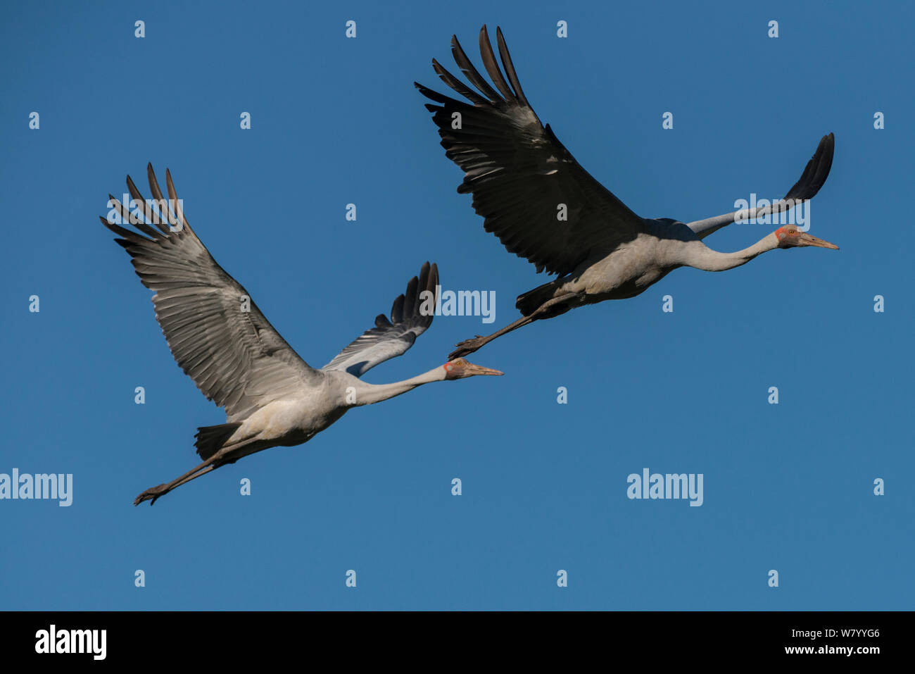 Brolgas cranes (Grus rubicunda) two in flight, Bromfield Swamp, Atherton Tablelands, Queensland, Australia. Stock Photo