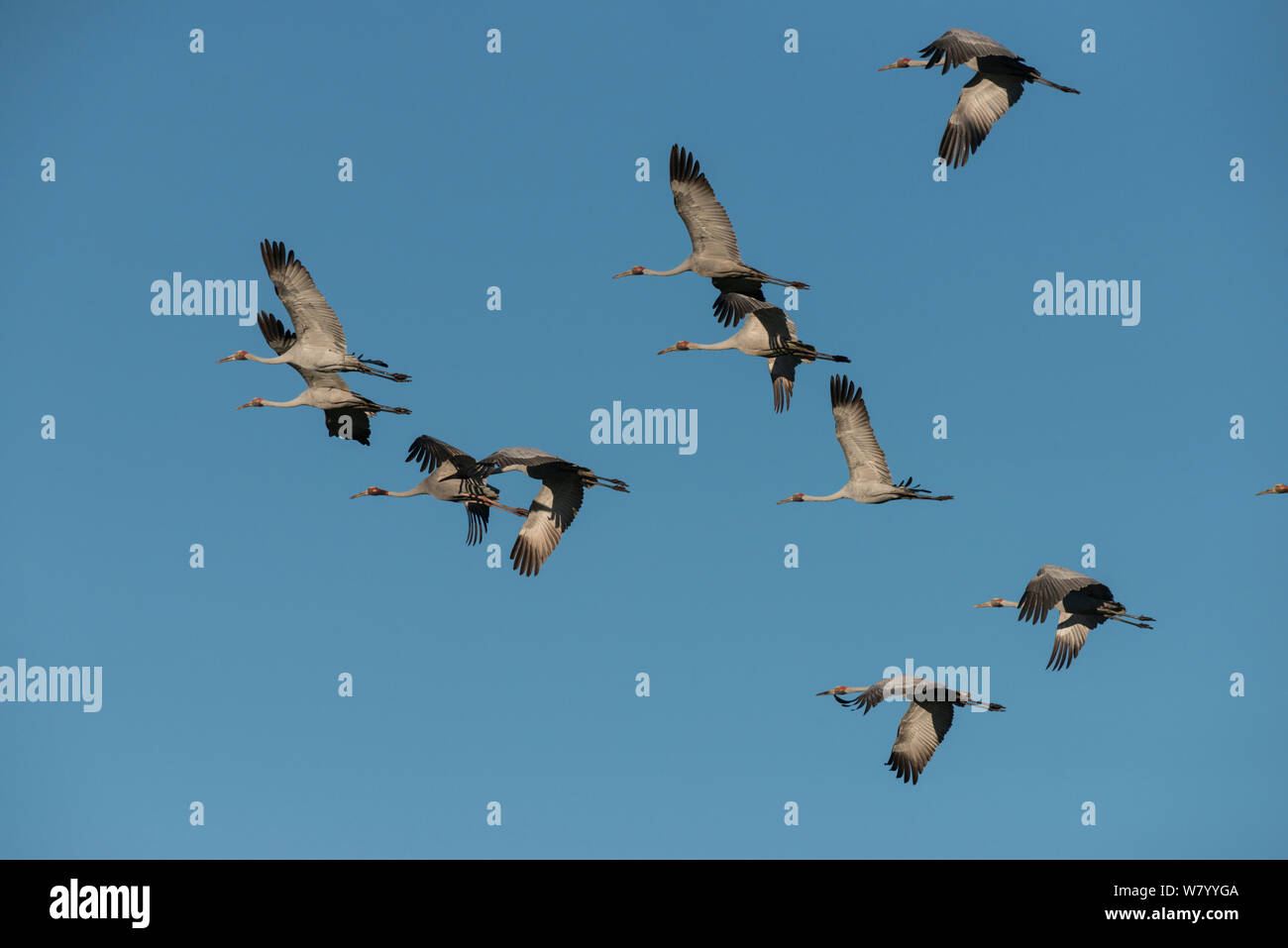 Sarus cranes (Grus antigone) group of eight in flight, Atherton Tablelands, Queensland, Australia. Stock Photo