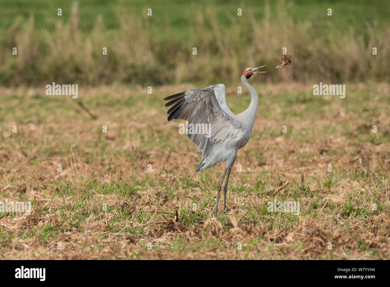 Brolgas crane (Grus rubicunda) dancing in field.  Atherton Tablelands, Queensland, Australia. Stock Photo