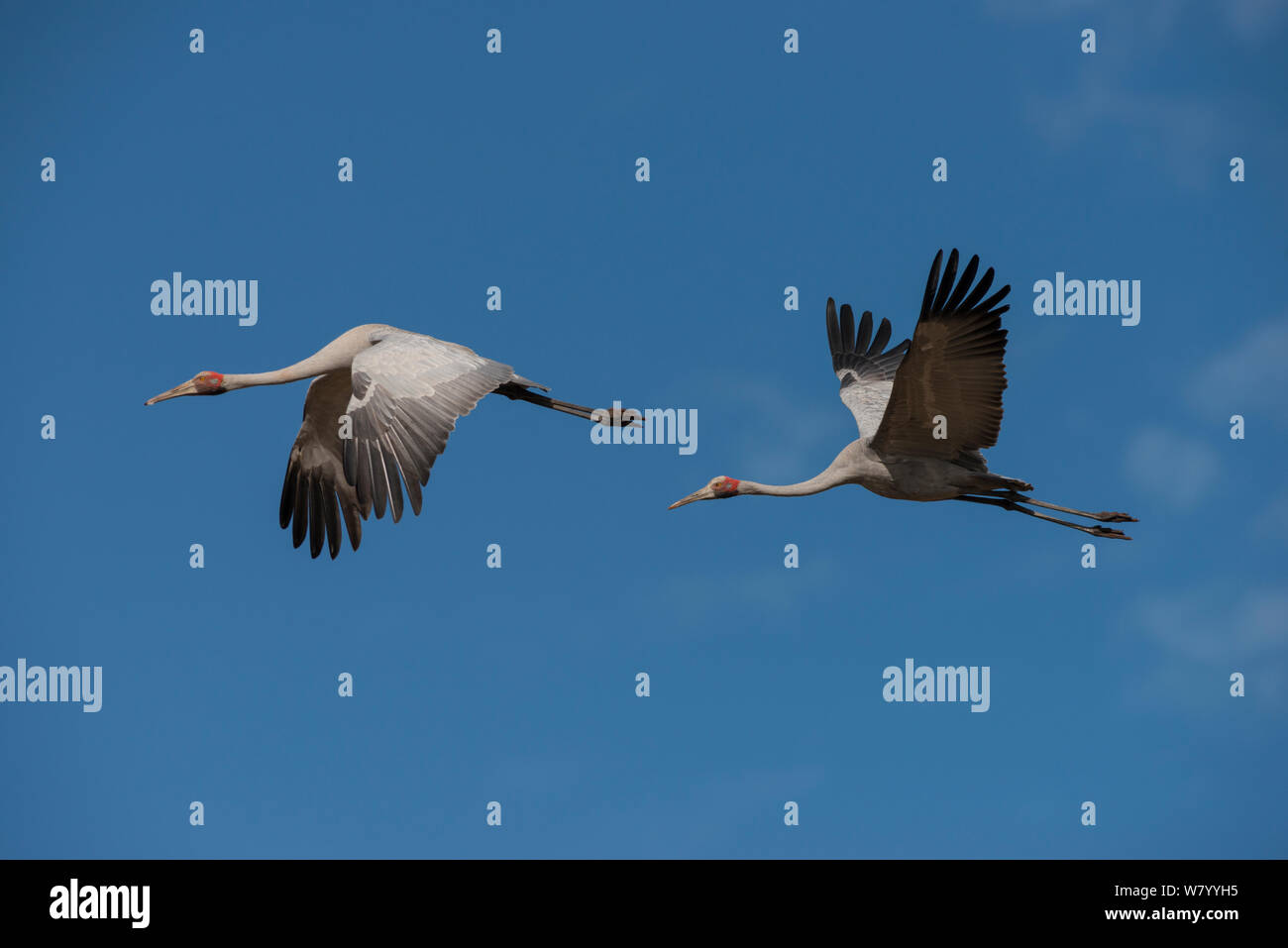 Brolgas crane (Grus rubicunda) two in flight, Atherton Tablelands, Queensland, Australia. Stock Photo
